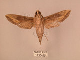 中文名:斜線天蛾(1130-95)學名:Hippotion velox (Fabricius, 1793)(1130-95)中文別名:黑斜線天蛾