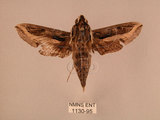 中文名:斜線天蛾(1130-95)學名:Hippotion velox (Fabricius, 1793)(1130-95)中文別名:黑斜線天蛾
