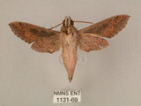 中文名:斜線天蛾(1131-69)學名:Hippotion velox (Fabricius, 1793)(1131-69)中文別名:黑斜線天蛾