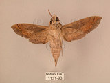 中文名:斜線天蛾(1131-93)學名:Hippotion velox (Fabricius, 1793)(1131-93)中文別名:黑斜線天蛾