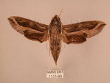 中文名:斜線天蛾(1131-93)學名:Hippotion velox (Fabricius, 1793)(1131-93)中文別名:黑斜線天蛾