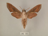 中文名:斜線天蛾(1282-1024)學名:Hippotion velox (Fabricius, 1793)(1282-1024)中文別名:黑斜線天蛾