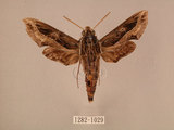 中文名:斜線天蛾(1282-1029)學名:Hippotion velox (Fabricius, 1793)(1282-1029)中文別名:黑斜線天蛾