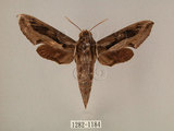 中文名:斜線天蛾(1282-1184)學名:Hippotion velox (Fabricius, 1793)(1282-1184)中文別名:黑斜線天蛾