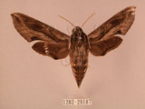中文名:斜線天蛾(1282-29187)學名:Hippotion velox (Fabricius, 1793)(1282-29187)中文別名:黑斜線天蛾