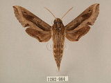 中文名:斜線天蛾(1282-984)學名:Hippotion velox (Fabricius, 1793)(1282-984)中文別名:黑斜線天蛾