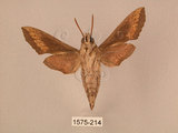 中文名:斜線天蛾(1575-214)學名:Hippotion velox (Fabricius, 1793)(1575-214)中文別名:黑斜線天蛾