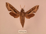 中文名:斜線天蛾(1575-214)學名:Hippotion velox (Fabricius, 1793)(1575-214)中文別名:黑斜線天蛾