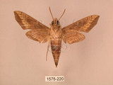 中文名:斜線天蛾(1575-220)學名:Hippotion velox (Fabricius, 1793)(1575-220)中文別名:黑斜線天蛾