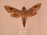中文名:斜線天蛾(1575-220)學名:Hippotion velox (Fabricius, 1793)(1575-220)中文別名:黑斜線天蛾
