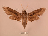 中文名:斜線天蛾(2005-29)學名:Hippotion velox (Fabricius, 1793)(2005-29)中文別名:黑斜線天蛾