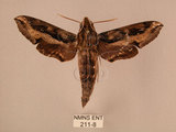 中文名:斜線天蛾(211-8)學名:Hippotion velox (Fabricius, 1793)(211-8)中文別名:黑斜線天蛾