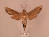 中文名:斜線天蛾(2122-1312)學名:Hippotion velox (Fabricius, 1793)(2122-1312)中文別名:黑斜線天蛾