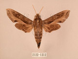 中文名:斜線天蛾(2122-1312)學名:Hippotion velox (Fabricius, 1793)(2122-1312)中文別名:黑斜線天蛾