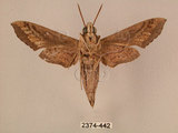 中文名:斜線天蛾(2374-442)學名:Hippotion velox (Fabricius, 1793)(2374-442)中文別名:黑斜線天蛾
