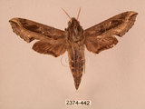 中文名:斜線天蛾(2374-442)學名:Hippotion velox (Fabricius, 1793)(2374-442)中文別名:黑斜線天蛾