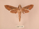中文名:斜線天蛾(2397-1141)學名:Hippotion velox (Fabricius, 1793)(2397-1141)中文別名:黑斜線天蛾