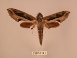中文名:斜線天蛾(2397-1141)學名:Hippotion velox (Fabricius, 1793)(2397-1141)中文別名:黑斜線天蛾