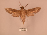 中文名:斜線天蛾(244-29)學名:Hippotion velox (Fabricius, 1793)(244-29)中文別名:黑斜線天蛾