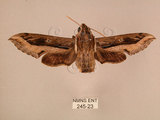 中文名:斜線天蛾(245-23)學名:Hippotion velox (Fabricius, 1793)(245-23)中文別名:黑斜線天蛾