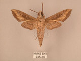 中文名:斜線天蛾(245-39)學名:Hippotion velox (Fabricius, 1793)(245-39)中文別名:黑斜線天蛾
