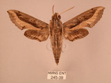 中文名:斜線天蛾(245-39)學名:Hippotion velox (Fabricius, 1793)(245-39)中文別名:黑斜線天蛾