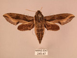 中文名:斜線天蛾(245-47)學名:Hippotion velox (Fabricius, 1793)(245-47)中文別名:黑斜線天蛾
