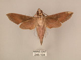 中文名:斜線天蛾(246-104)學名:Hippotion velox (Fabricius, 1793)(246-104)中文別名:黑斜線天蛾