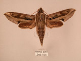 中文名:斜線天蛾(246-104)學名:Hippotion velox (Fabricius, 1793)(246-104)中文別名:黑斜線天蛾