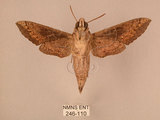 中文名:斜線天蛾(246-110)學名:Hippotion velox (Fabricius, 1793)(246-110)中文別名:黑斜線天蛾