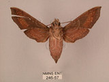 中文名:斜線天蛾(246-57)學名:Hippotion velox (Fabricius, 1793)(246-57)中文別名:黑斜線天蛾