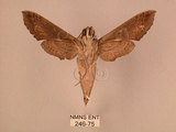 中文名:斜線天蛾(246-75)學名:Hippotion velox (Fabricius, 1793)(246-75)中文別名:黑斜線天蛾