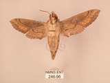 中文名:斜線天蛾(246-96)學名:Hippotion velox (Fabricius, 1793)(246-96)中文別名:黑斜線天蛾
