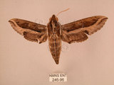 中文名:斜線天蛾(246-96)學名:Hippotion velox (Fabricius, 1793)(246-96)中文別名:黑斜線天蛾