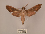 中文名:斜線天蛾(248-1034)學名:Hippotion velox (Fabricius, 1793)(248-1034)中文別名:黑斜線天蛾