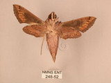 中文名:斜線天蛾(248-52)學名:Hippotion velox (Fabricius, 1793)(248-52)中文別名:黑斜線天蛾