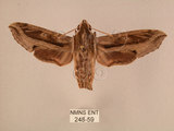 中文名:斜線天蛾(248-59)學名:Hippotion velox (Fabricius, 1793)(248-59)中文別名:黑斜線天蛾