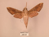 中文名:斜線天蛾(248-61)學名:Hippotion velox (Fabricius, 1793)(248-61)中文別名:黑斜線天蛾