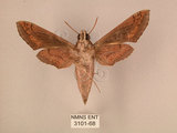 中文名:斜線天蛾(3101-68)學名:Hippotion velox (Fabricius, 1793)(3101-68)中文別名:黑斜線天蛾
