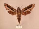 中文名:斜線天蛾(3101-68)學名:Hippotion velox (Fabricius, 1793)(3101-68)中文別名:黑斜線天蛾