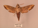 中文名:斜線天蛾(740-202)學名:Hippotion velox (Fabricius, 1793)(740-202)中文別名:黑斜線天蛾