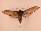 中文名:台灣鋸翅天蛾(1131-55)學名:Langia zenzeroides formosana Clark, 1936(1131-55)中文別名:鋸翅天蛾
