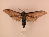 中文名:台灣鋸翅天蛾(1131-55)學名:Langia zenzeroides formosana Clark, 1936(1131-55)中文別名:鋸翅天蛾