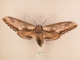 中文名:台灣鋸翅天蛾(1131-62)學名:Langia zenzeroides formosana Clark, 1936(1131-62)中文別名:鋸翅天蛾