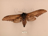 中文名:台灣鋸翅天蛾(1131-63)學名:Langia zenzeroides formosana Clark, 1936(1131-63)中文別名:鋸翅天蛾
