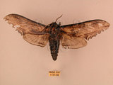 中文名:台灣鋸翅天蛾(1131-66)學名:Langia zenzeroides formosana Clark, 1936(1131-66)中文別名:鋸翅天蛾