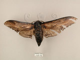 中文名:台灣鋸翅天蛾(1131-70)學名:Langia zenzeroides formosana Clark, 1936(1131-70)中文別名:鋸翅天蛾