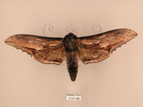 中文名:台灣鋸翅天蛾(1131-89)學名:Langia zenzeroides formosana Clark, 1936(1131-89)中文別名:鋸翅天蛾