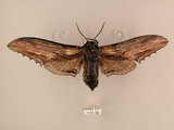 中文名:台灣鋸翅天蛾(1131-92)學名:Langia zenzeroides formosana Clark, 1936(1131-92)中文別名:鋸翅天蛾