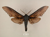 中文名:台灣鋸翅天蛾(1282-1019)學名:Langia zenzeroides formosana Clark, 1936(1282-1019)中文別名:鋸翅天蛾